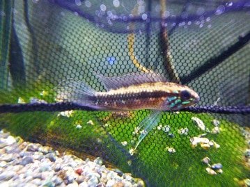 手乗りオカメインコ　ルチノー　４月２日