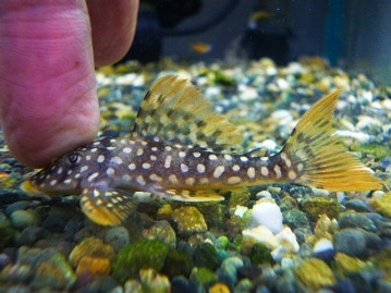 デグー　サンドカラー　２０２０年３月生まれ