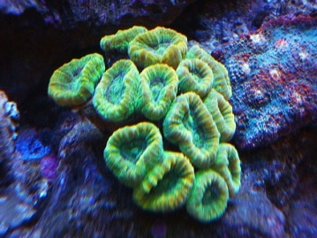 かわいいミニレッキスがやって来ました♪　その１