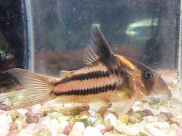 【画像更新】オキナインコ　３月生まれ！