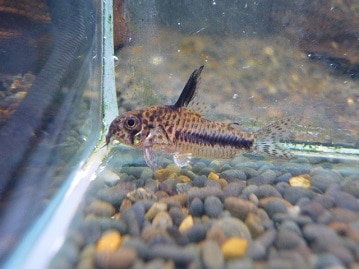 ちょこんと小さなドワーフラビットさん＾＾