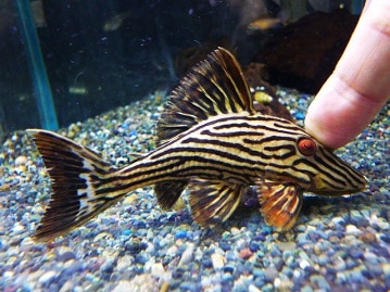 アキクサインコ　ルビノー　２０２０年６月生まれ　　