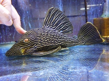 チェスナットちゃん（´ｖ｀＊）