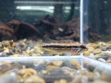 ホーランドロップイヤーラビット女の子２０２０年７月生まれ　　