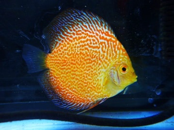 ヒナヒナ♪レインボー　セキセイインコちゃんはいかが♪