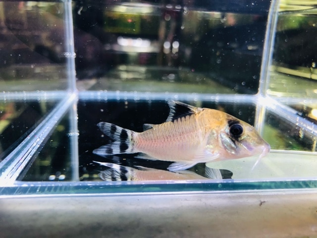 眠ってる姿が可愛すぎ♡キンクマハムスターくん♪