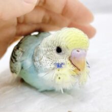 最新画像あり⭐️美し模様🌈セキセイインコ（レインボーパイド）