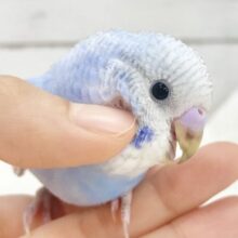 フワフワブルー🛁🩵セキセイインコ（ブルースパングル）