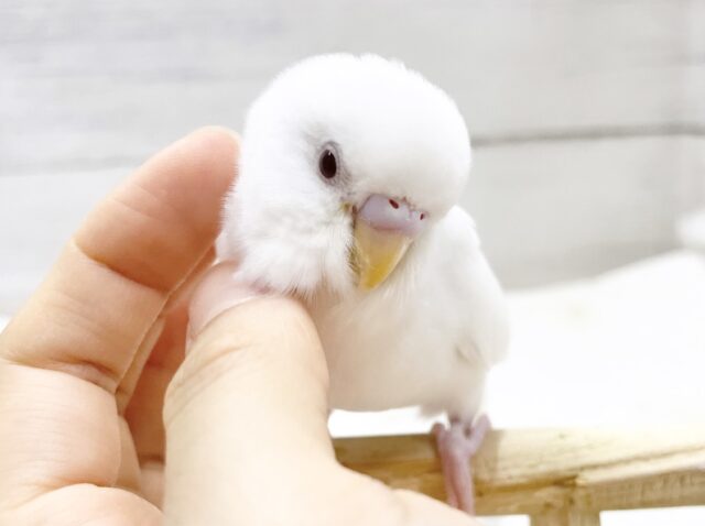 最新画像あり⭐️真っ白ちゃん⛄️セキセイインコ（アルビノ）