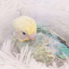 人がすき！というより　ゆび先？？　セキセイインコ　パステルカラーレインボー～～