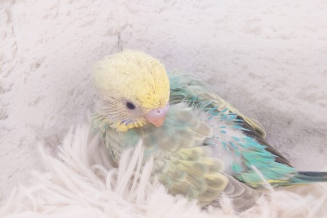 人がすき！というより　ゆび先？？　セキセイインコ　パステルカラーレインボー～～