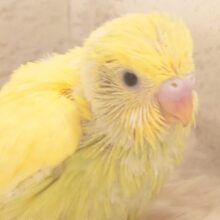 ふしぎな元気っコ～～～　セキセイインコ　色変わり～～