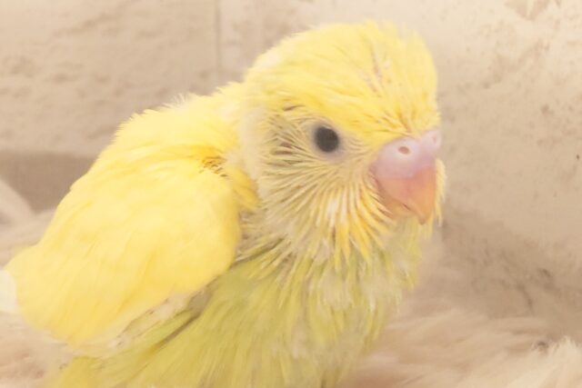 ふしぎな元気っコ～～～　セキセイインコ　色変わり～～