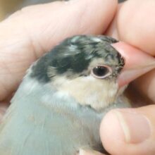 最新画像になります☆　どもっ！ちょっと遊んでいく？？☆　手の中は最高の空かん♪　🐣桜文鳥 ～～