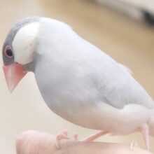 最新画像になります☆　ｶｷｶｷしても良くってよぉ～☆　ごじまんの頬にく～　シルバー文鳥～～