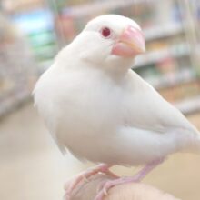 スーーーーーっと吸い込まれる。。よっ　赤目の～　アルビノ文鳥～～