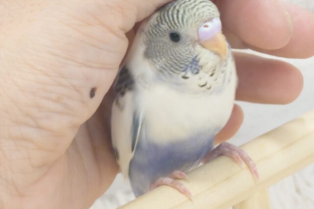 【最新画像更新🪄】疲れふっとばすーー　そんざいっ♪　セキセイインコ　四色ハルクイン～～