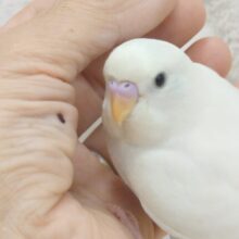 【最新画像更新🪄　祝☆ひとり餌‪☆】なんか惹かれる、控えめな雰囲気？🫧セキセイインコ(ホワイトダブルファクター) ヒナ