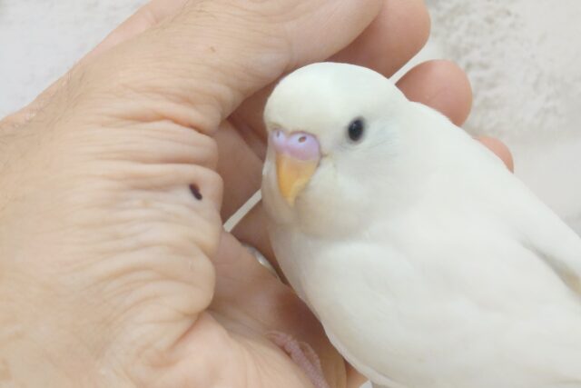 【最新画像更新🪄　祝☆ひとり餌‪☆】なんか惹かれる、控えめな雰囲気？🫧セキセイインコ(ホワイトダブルファクター) ヒナ