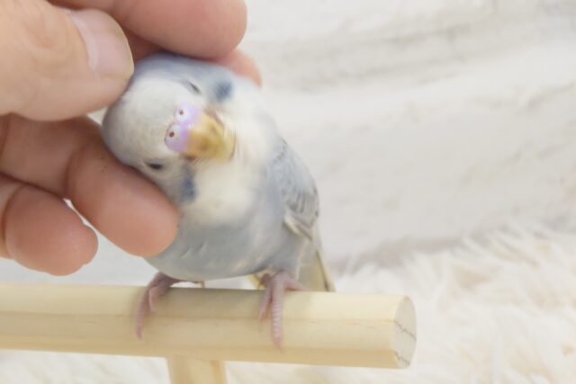 最新画像・動画になります☆　癒しのはんなりさん🫧セキセイインコ(グレーオパーリン) ヒナ
