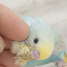 【最新画像・動画更新🪄】ずーーーーーっと　いっしょがいいねっ　セキセイインコ　パステルレインボー～～