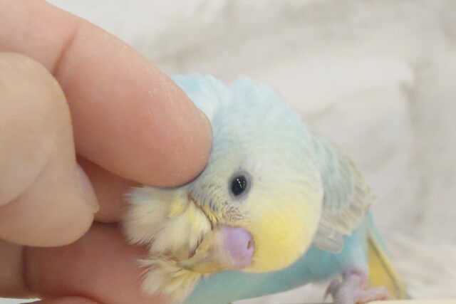 【最新画像・動画更新🪄】ずーーーーーっと　いっしょがいいねっ　セキセイインコ　パステルレインボー～～