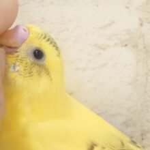 最新画像になります☆　模様少なめ🫧ビビットイエロー💛セキセイインコ(ハルクイン) ヒナ