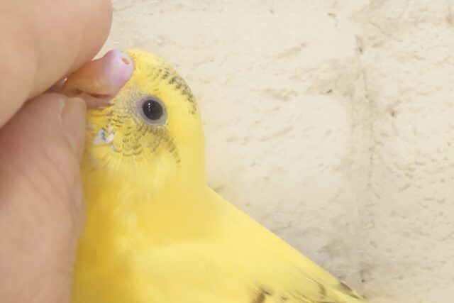 最新画像になります☆　模様少なめ🫧ビビットイエロー💛セキセイインコ(ハルクイン) ヒナ