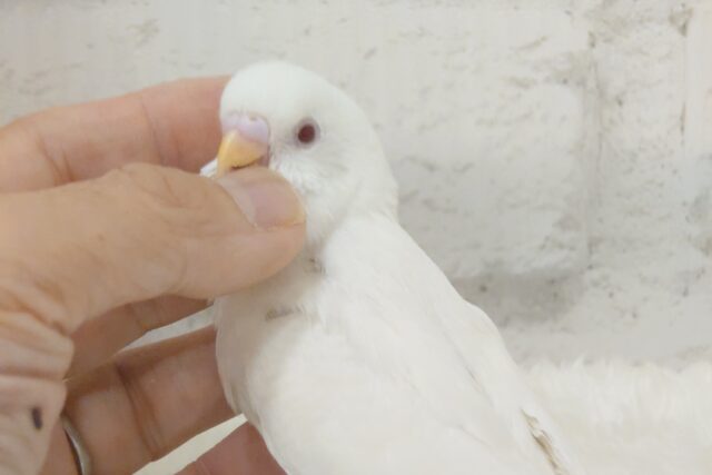 【最新画像・動画更新🪄】　使い方はそれぞれーー♡個性溢れる♡セキセイインコ(アルビノ) ヒナ