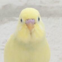 【最新画像・動画更新🪄もうすぐひとり餌‪☆】　カスタードたっぷりめ🍯プリンちゃん🍮セキセイインコ(クリーム) ヒナ