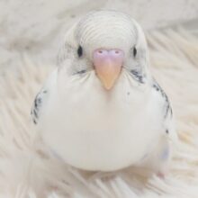 最新画像になります☆　たまに見せる、ドジっぷり♫　可愛い☆　セキセイインコ〜〜