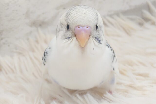 最新画像になります☆　たまに見せる、ドジっぷり♫　可愛い☆　セキセイインコ〜〜