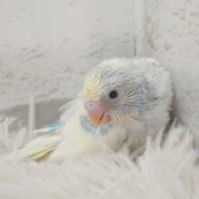 ｽﾃｷからー☆☆☆　特別感満載っ♪　セキセイインコ　パステルレインボーパイド～～