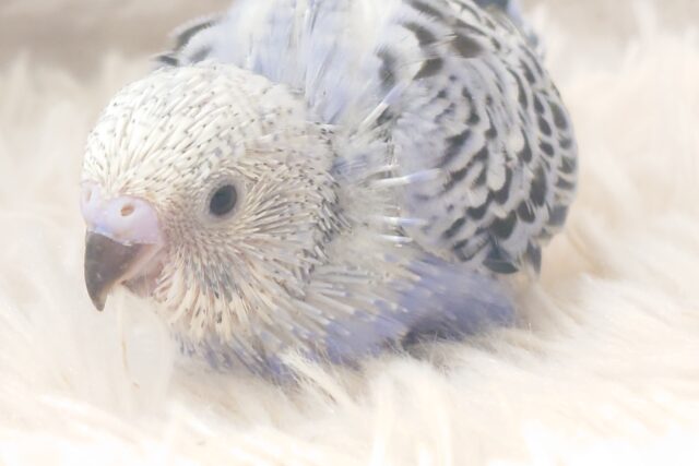 手にすっぽり♪　セキセイインコ　バイオレットオパーリン〜〜