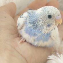 独せんっ☆☆☆　手ざぶとんーーー　セキセイインコ　パイド～～