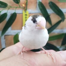 7/28更新☆白多め‎🤍十姉妹のヒナ入荷しました❤️