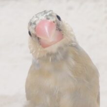 【最新画像更新🪄ひとり餌になりました！】ナナメ４５度☆彡　可愛いを知る♬　(´ω｀*)　色変わり文鳥～～