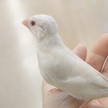 【最新画像更新🪄ひとり餌になりました！】成長じゅんちょー、ｷﾚｲな☆☆～～　シルバーイノ文鳥～～