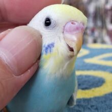 セキセイインコ（パステルレインボースパングル）　淡いカラーの人気者！
