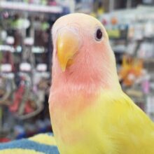 眩しいイエロー✨💖コザクラインコ（ルチノー）