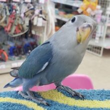 最新画像あり⭐️ダークブルー💙コザクラインコ（ブルー）