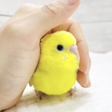 最新画像あり⭐️フレッシュイエロー⭐️✨セキセイインコ（イエローダブルファクター）