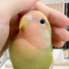 最新画像あり⭐️動画あり⭐️カラフルカラーのコザクラさん🧡💛💚コザクラインコ（タイガーチェリー）
