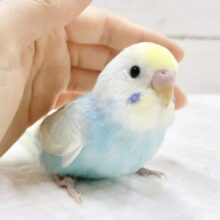 最新画像あり⭐️キラキラ✨レモンソーダ🍋セキセイインコ（パステルレインボースパングル）