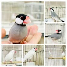 むっちりボディの親文鳥ズ♪♪　文鳥
