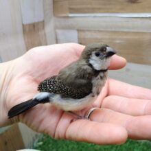 激レア‼️カノコスズメのヒナさんが来ましたよ〜