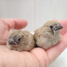 きなこ餅2つ〜、キンカ鳥フォーンさん来ました🎵