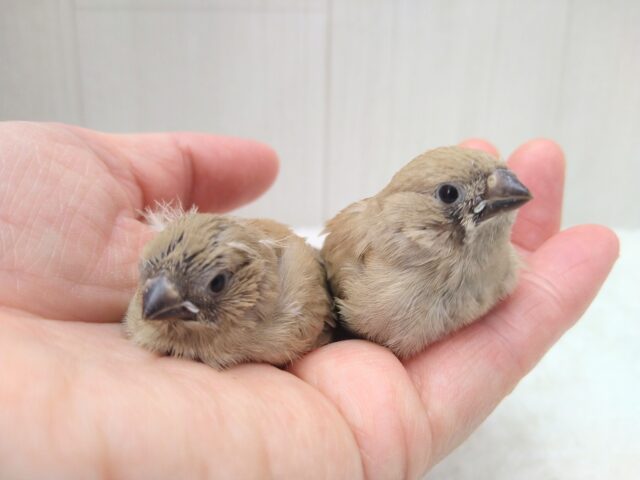 きなこ餅2つ〜、キンカ鳥フォーンさん来ました🎵