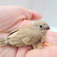 甘々きなこミルクかき氷みたいなキンカ鳥フォーンさん
