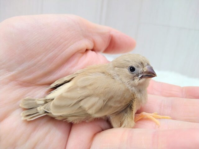 甘々きなこミルクかき氷みたいなキンカ鳥フォーンさん